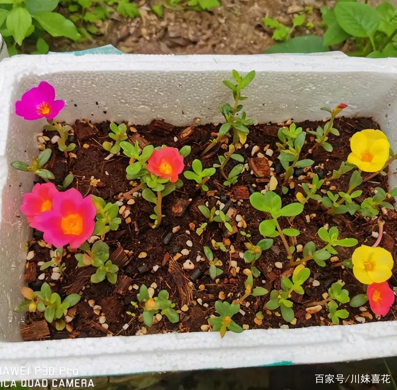 适合四月份扦插的花卉有哪些_四月扦插正当时，太阳花蓝雪花易活快长！