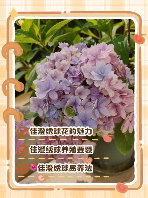 球花的养殖方法_散射光见干见湿控温修剪促生长