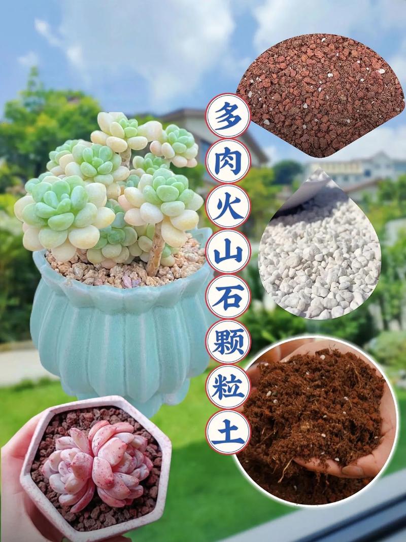 多肉能用营养土种植吗_土培选麦饭石，水培更轻松！