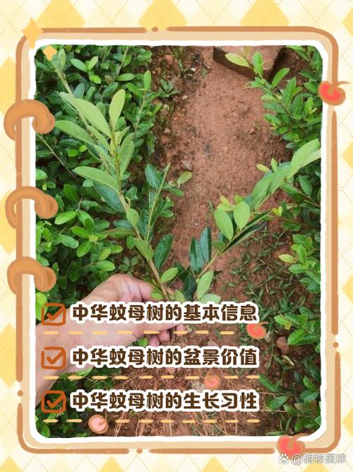 中华蚊母盆景怎样施肥浇水_中华蚊母盆景养护全攻略