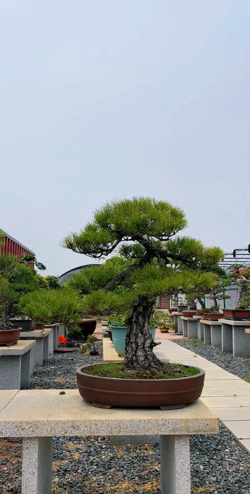 迎客松的盆景造型_黄山松桩材春秋成活率高，造型四步成迎客松