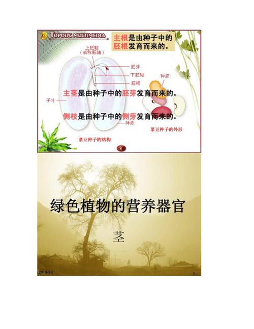 属于植物的营养器官的是_植物根吸水养，茎支撑运输，叶光合作用，精妙协同