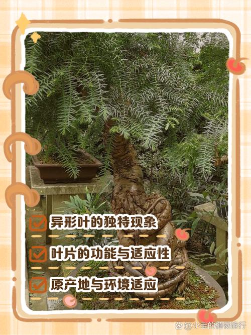 南洋杉盆景的修剪方法_南洋杉修剪控高促分枝，两种造型法助你打造完美盆景