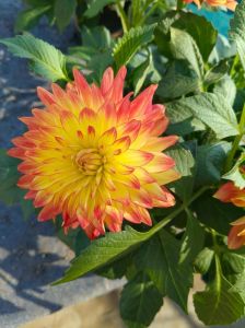 温室里的花朵有哪些_仙客来山茶花杜鹃花，美化室内生活