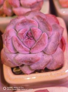 家里养多肉植物用什么肥_多肉施肥有讲究，缓释速效营养液选对保健康！