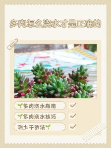 多肉可以多久浇一次水_春秋干透浇透，夏冬少浇防积水