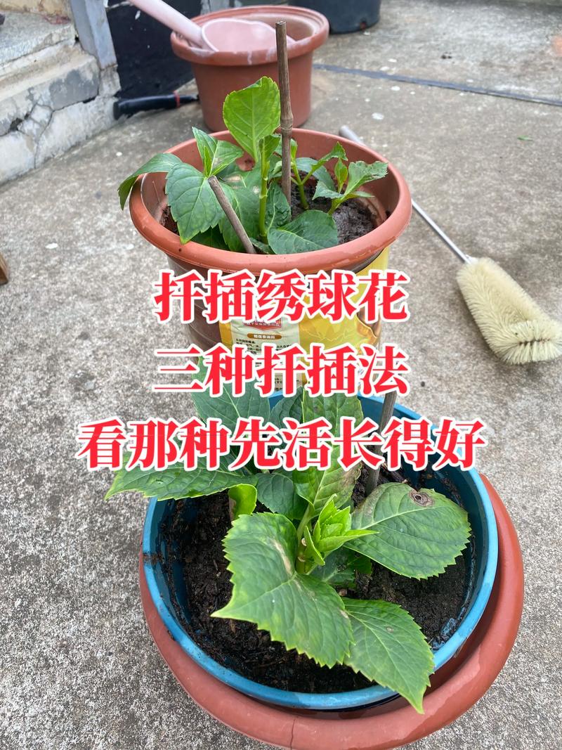 试述花卉扦插育苗技术_选对枝条，湿润遮阴