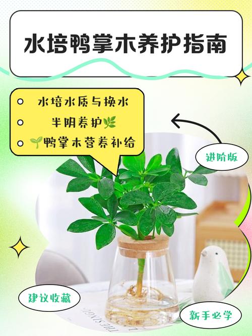 鹅掌木怎么养护与浇水_光照通风，见干见湿，勤施薄肥促翠绿