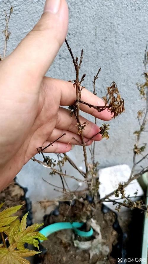 红枫现在掉叶子怎么挽救_红枫落叶怎么办？排查养护原因！