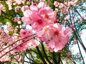 扦插的白色樱花开粉色花_樱花白色纯净，粉色绯红，美女樱非桃花，花语锦绣和睦