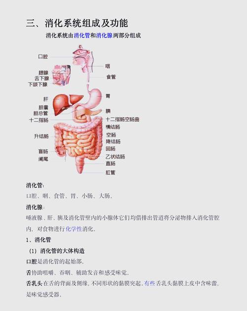 营养器官的生长思维导图_植物根茎叶生长与结构解析