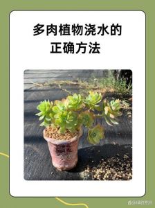 多肉浇水时是不是不能浇叶片_夏季养多肉，浇对水，少出事