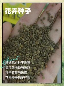适合现在种的花种子都有哪些_矮牵牛易活好养，新手播种指南