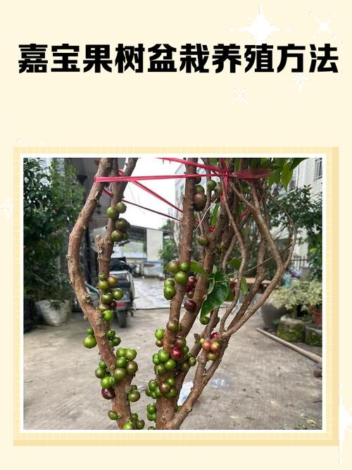 盆景果树怎么施肥_金弹子施肥有讲究，季节调整促生长！