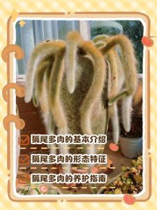 多肉狐狸尾冬天室外可以养吗_温度光照浇水要点