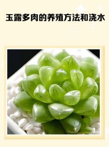 刚种的小多肉多久交一次水_小多肉栽后缓苗，干透再浇透，看季节控水