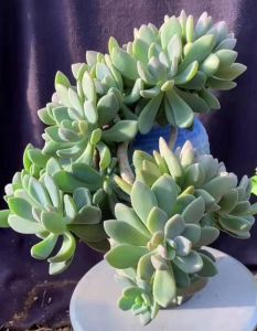 多肉植物冬季好养活吗_温差光照控浇水，健康成长没问题