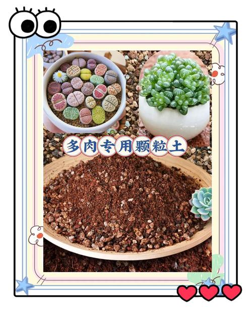 种多肉赤玉土好还是鹿沼好_养护多肉选哪个？