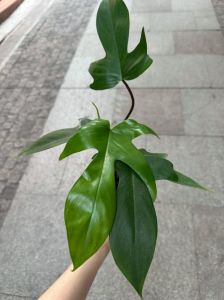 植物花卉可以上飞机么_带花上飞机？尺寸重5公斤内，别带刺激易腐，超大托运标易碎