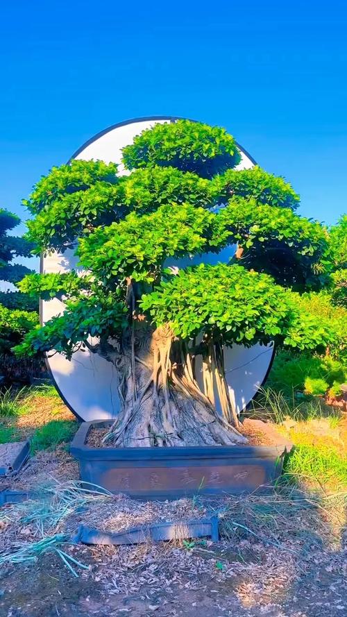 榕树盆景施肥催旺_榕树茂盛小妙招