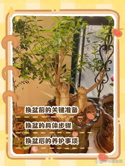 盆景换盆时要施肥吗_春季换盆正当时,避免僵苗烦恼 盆景换盆时要施肥吗_春季换盆正当时,避免僵苗烦恼