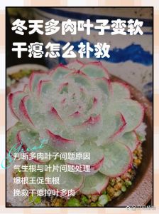 换完盆后多肉叶子干瘪掉叶是什么原因_多肉干瘪？水肥光照都检查！