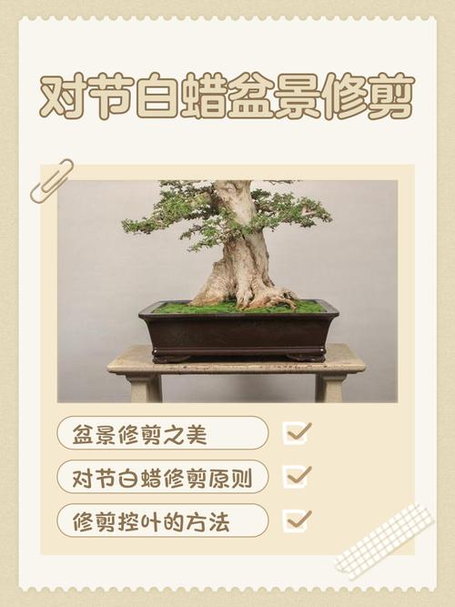 对节白蜡盆景修剪时间_对节白蜡修剪时机与方法