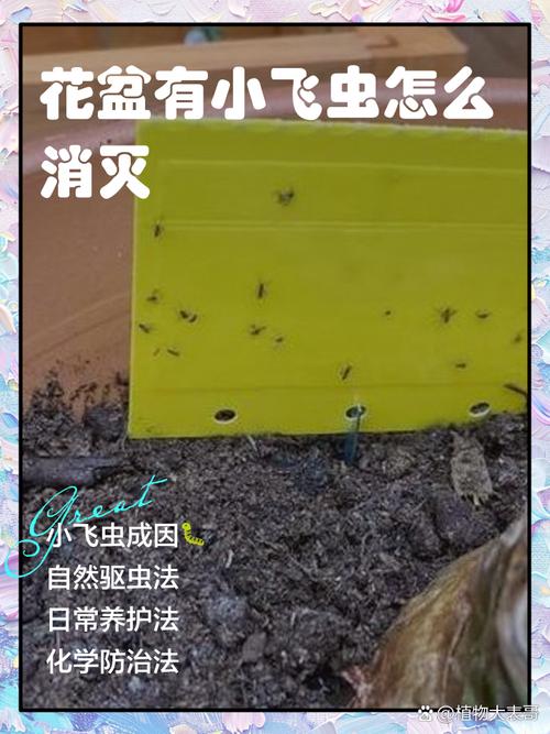 花卉上有许多小飞虫怎么办_花草防虫不用愁