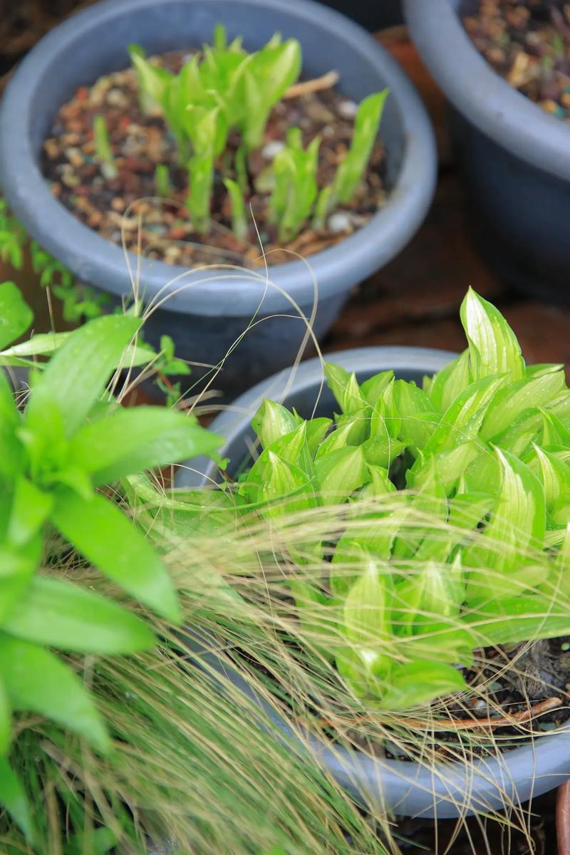 有什么发芽快的植物_芝麻发芽快，青菜易养护，室内种绿植选这些！