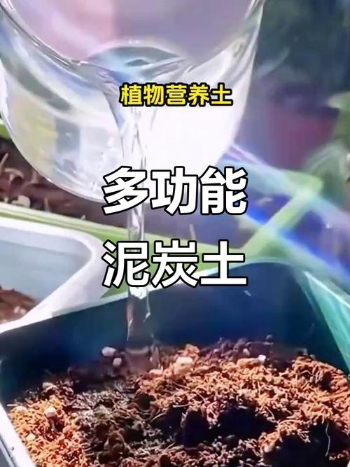 多肉育苗用什么样的土合适_透气保水新手看