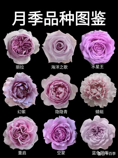 月季花生长所需温度及土壤湿度_温湿光照，促花技巧