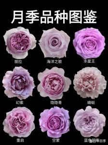 月季花生长所需温度及土壤湿度_温湿光照，促花技巧