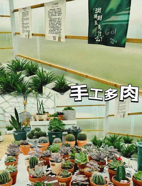 在家自制多肉土最简单_多肉好土腐殖土，树下挖来晒消毒，椰糠珍珠岩配土好