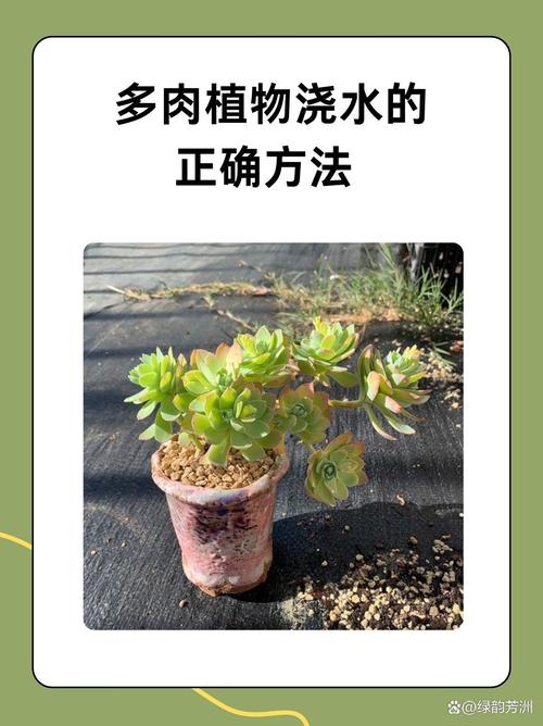 刚移植的多肉需要施肥吗_新上盆多肉别急着施肥，缓4-6天再试！
