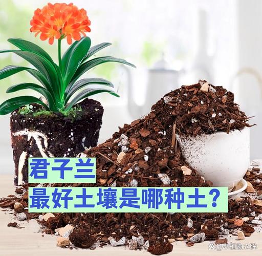 君子兰生长最适宜的土壤含水量_君子兰烂根?土不好别硬浇! 君子兰生长最适宜的土壤含水量_君子兰烂根?土不好别硬浇!