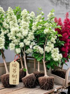 流苏花卉种植土应该怎么分布_四月雪流苏树，春季白花瀑布，养护阳光沃土