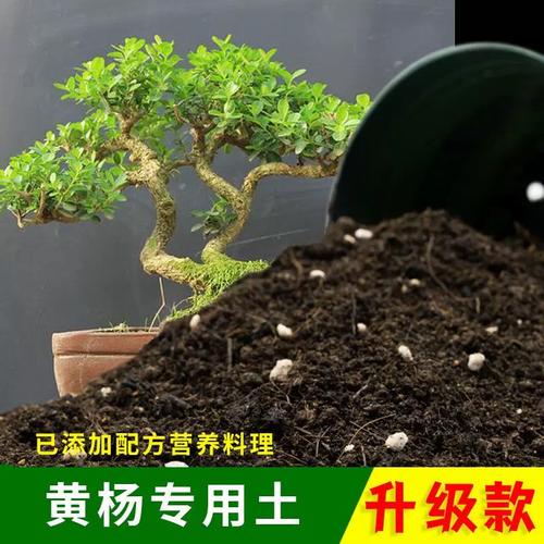 黄杨用什么土栽最好_疏松透气易养护