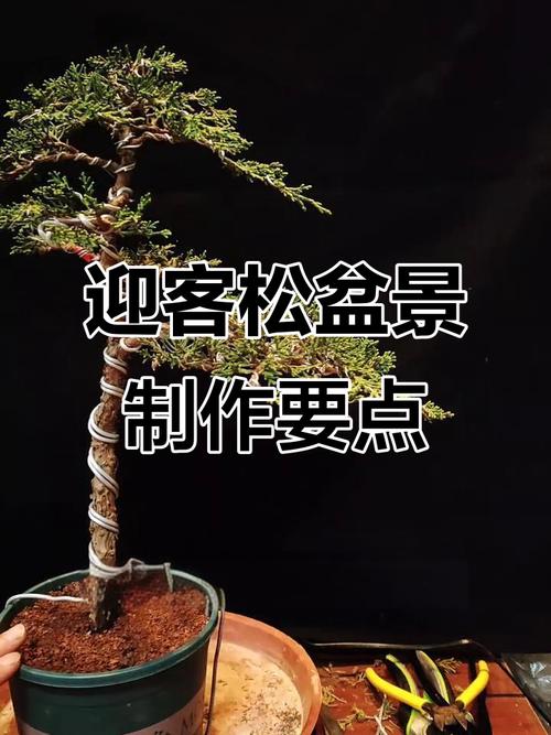 小盆景迎客松怎么造型_黄山松桩迎客松制作养护技巧