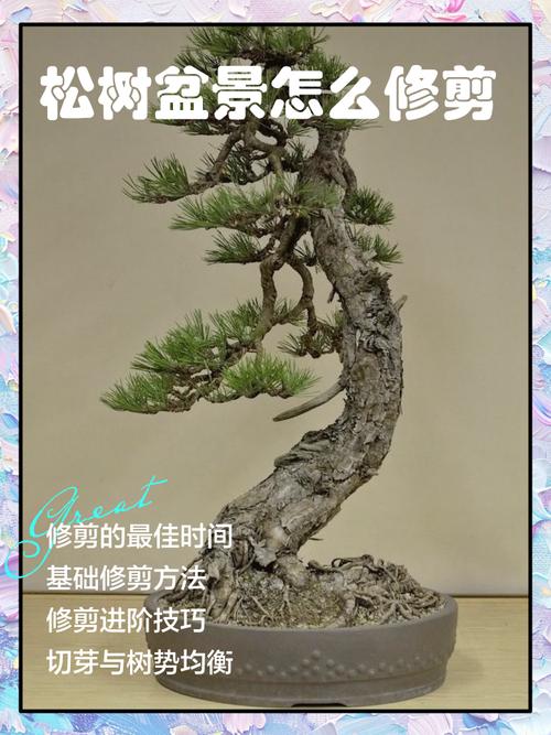 松树盆景造型教程_松树盆景造型技巧与养护