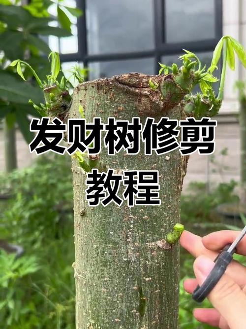 发财树太高修剪图解_发财树修剪最佳时间及方法
