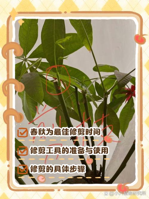 发财树太高修剪图解_发财树修剪最佳时间及方法