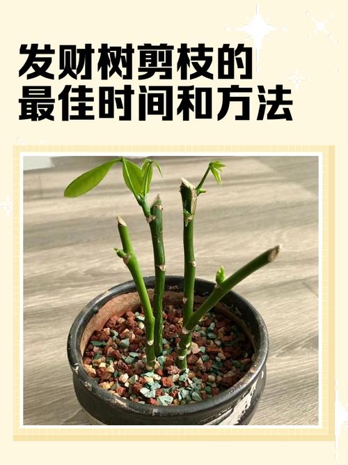 发财树太高修剪图解_发财树修剪最佳时间及方法