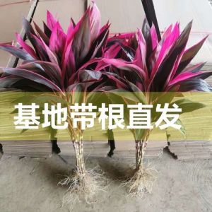 朱蕉水培生根粉的使用方法_生根粉选对成分浓度，速蘸浸泡喷施涂抹有技巧！