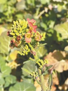 什么病会让油菜提前开花_暖冬气温高致油菜早开花，产量受影响