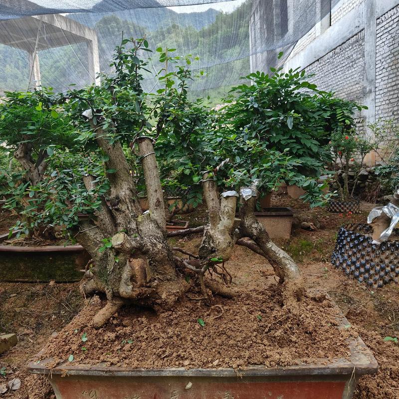 火棘盆景几月修剪_简单养护，满树红果添年味