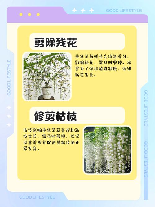 垂丝茉莉花谢后怎么修剪_垂丝茉莉修剪方法，开繁盛