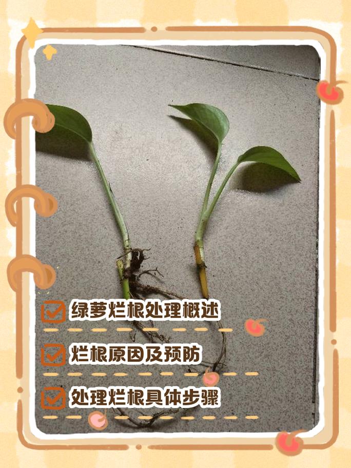 烧根的补救方法_肥害烧根怎么办?分清轻重症,巧救活! 烧根的补救方法_肥害烧根怎么办?分清轻重症,巧救活!