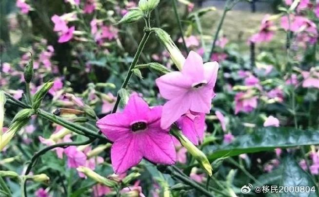 属于露地一二年生花卉的是_多彩易养，四季美化