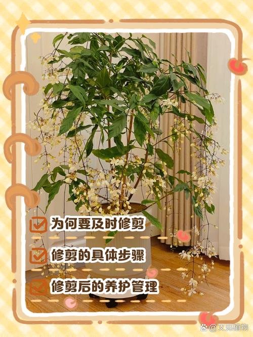 垂丝茉莉开完花怎么修剪_剪残花促新芽，除病枝保美观