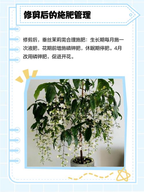 垂丝茉莉花谢了如何修剪_修剪垂丝茉莉残花促新芽，强根健体增美观